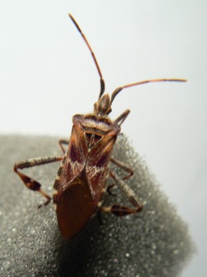 Leptoglossus occidentalis<br />Wachheitsbedingt etwas unscharfe Aufnahme 13.12.2013 22h30