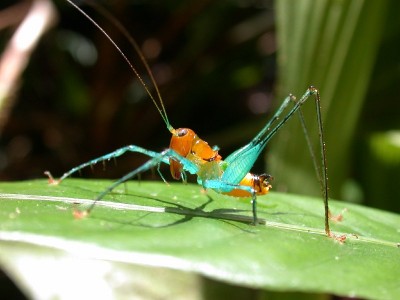 Arachnoscelis magnifica ♂ aus Panama (Foto: Maurice Leponce)