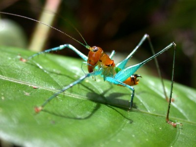 ♂ von Arachnoscelis magnifica aus Panama (Foto: Maurice Leponce)