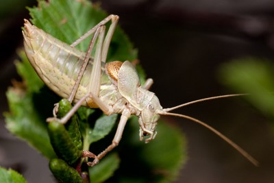 Männchen von Ephippiger terrestris bormansi - Südalpen-Sattelschrecke auf einem niederen Erlenstrauch. Die männlichen Tiere waren allgemein sehr blass, bleich. Lediglich die weiblichen Tieren waren zum Teil stärker grünlich gefärbt.