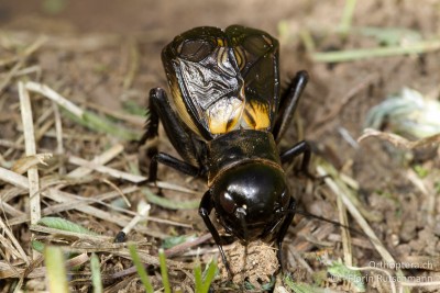 Feldgrille (Gryllus campestris) Männchen beim Singen