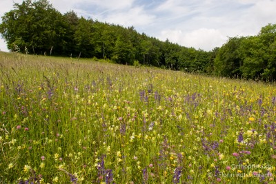 Feldgrillen-Wiese wie sie sein sollte!