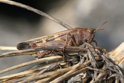 Aiolopus strepens, Gerra-Cugnasco TI, Montti di Motta, 1100m, 8. März 2014