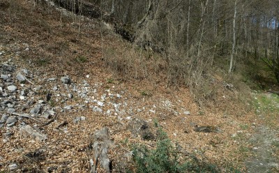 Lebensraum in geschützer Hangmulde mit viel Buchenlaub